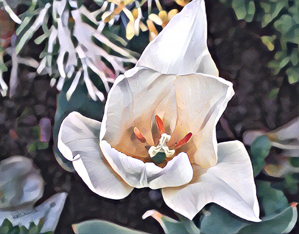 Variation on a White Flower by Shadow and Form